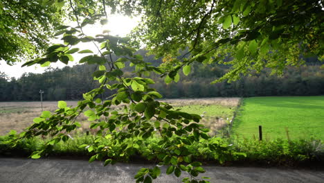 Üppig-Grüne-Blätter-Von-Bäumen,-Die-Im-Wind-Im-Ravensdale-Forest-Park-In-Louth,-Irland,-Wehen