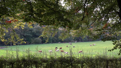 Kühe-Auf-Der-Grünen-Offenen-Wiese---Ravensdale-Forest-Park,-Irland