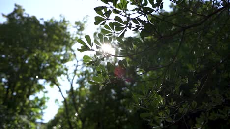 Sommerlandschaft---Nahaufnahme-Hellgrüner-Blätter-Auf-Zweigen,-Die-Im-Wind-Zittern