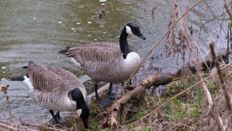 Close-up-of-canada-goose-couple-next-to-the-shore-on-a-windy-and-rainy-day
