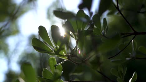 Summer-Landscape---Close-up-of-bright-green-leaves-on-branch-tremble-in-the-wind