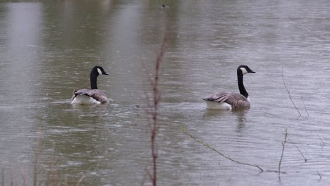 Close-up-of-canada-goose-couple-swimming-on-a-pond-on-a-rainy-and-cloudy-day