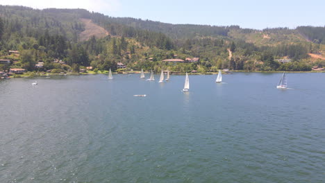 AERIAL---Sailboats-during-a-regatta-in-Lake-Vichuquen,-Chile,-wide-shot-backward