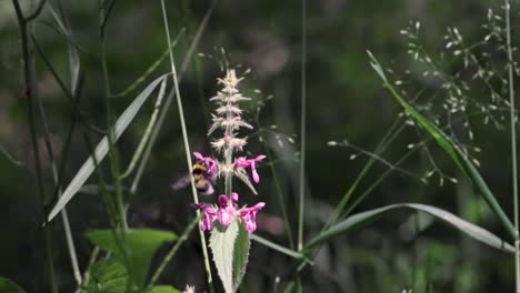 Abejorro-Feliz-Comiendo-Néctar-De-Una-Planta-Verde-Con-Flores