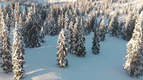 Ski-tour-in-thick-white-snow-and-pine-trees-covered-with-snow-on-a-sunny-bright-forest