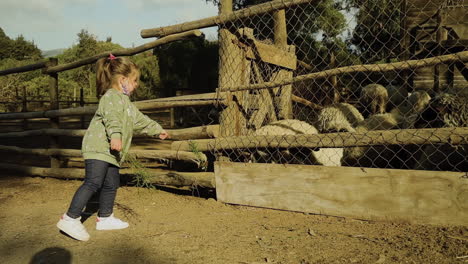 Little-girl-carefully-feeds-sheep-in-a-farm,-Chile,-wide-shot