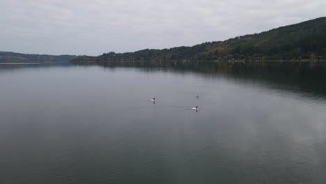 AERIAL---Black-necked-swans-swimming-in-Vichuquen-Lake,-Chile,-wide-shot