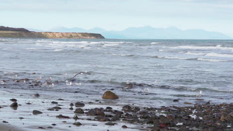 Seabirds-on-the-rocky-shore-of-Port-Beach,-Ireland--slow-motion