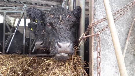 Close-up-of-black-cow-eating-hay-in-an-outdoor-stall-on-a-freezing-cold-winter-day