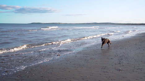 Adorable-black-pet-dog-running-on-Port-Beach-in-Ireland-having-fun--slow-motion