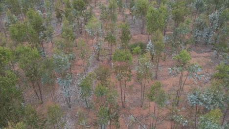 AERIAL---Man-walks-in-a-eucalyptus-forest,-Vichuquen,-Chile,-wide-shot