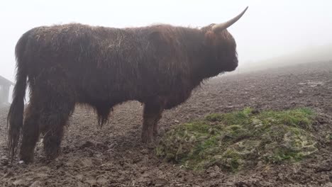 Scottish-highland-cattle-in-fog-and-rainy-weather-looking-around-and-eating-from-a-pile-of-green-grass
