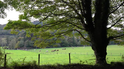 üppiger-Baum-Mit-Kuhherde,-Die-Gras-Auf-Der-Weide-In-Der-Nähe-Des-Ravensdale-Forest-Park-In-Der-Grafschaft-Louth,-Irland,-Füttert