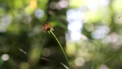 Sonnenlicht-Trifft-Auf-Eine-Schöne-Blume-Im-Grünen-Wald-Mit-Verschwommenem-Hintergrund
