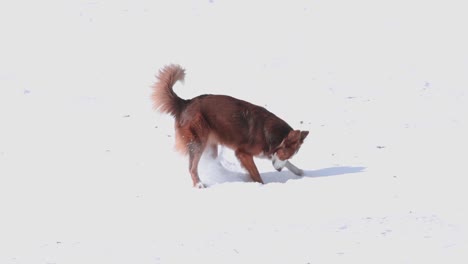 Fuchs-Aussehender-Border-Collie-Hund,-Der-Im-Schnee-Gräbt-Und-Spaß-Hat