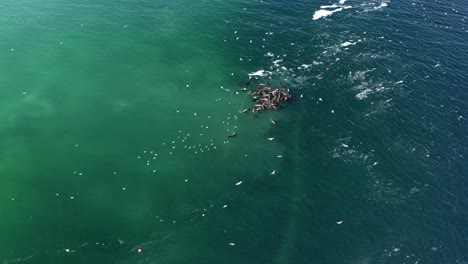 Pan-of-sea-lion-feeding-frenzy-during-annual-herring-spawn