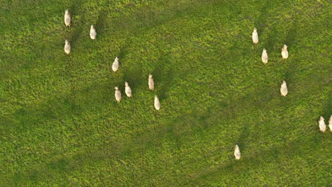 Luftaufnahme-Von-Schafen,-Die-Auf-Einem-Feld-Mit-Grünem-Gras-Grasen