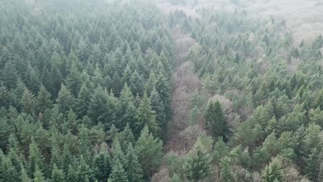 Flight-over-Coniferous-and-deciduous-trees-in-winter