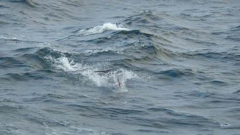 Delfín-Saltando-Alto-En-Dirección-A-La-Cámara