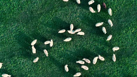A-flock-of-sheep-from-above