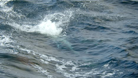 Delphin-Springt-Hoch-Aus-Dem-Wasser,-Während-Andere-Folgen