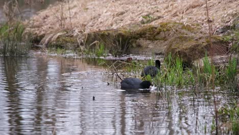 Two-coot-birds-floating-on-a-pond-near-the-shore-in-green-grass-searching-for-food