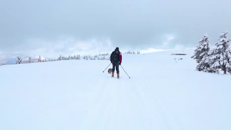 Male-skying-straight-after-a-dog-enjoying-to-run-into-the-snow-at-a-streched-white-landscape-with-pine-trees-covered-with-white-snow