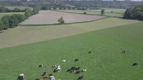 Kühe,-Die-Auf-Einem-Feld-Grasen,-Fliegen-über