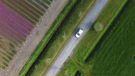 Drohnenaufnahmen-Eines-Weißen-Elektroautos,-Das-Im-Noordoostpolder-In-Grünen-Und-Violetten-Tulpenfeldern-Von-Oben-Aus-Der-Vogelperspektive-In-Den-Niederlanden-Fährt
