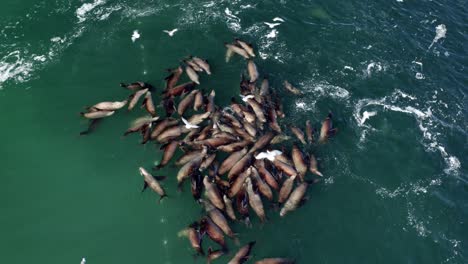 Close-up-of-sea-lion-feeding-frenzy-during-herring-spawn