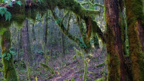 Moving-through-a-dense-forest-of-mossy-trees-and-fern-plants