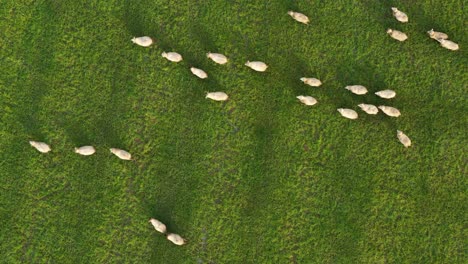 Luftaufnahme-Von-Schafen,-Die-Auf-Einem-Feld-Mit-Grünem-Gras-Grasen
