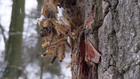 Abandoned-shell-skin-of-oak-processionary-moth-on-a-tree-during-winter-time
