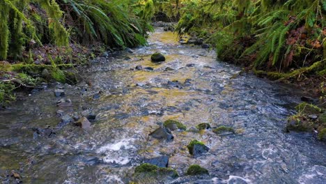 Moving-over-a-small-stream-in-a-forest-of-moss-and-ferns