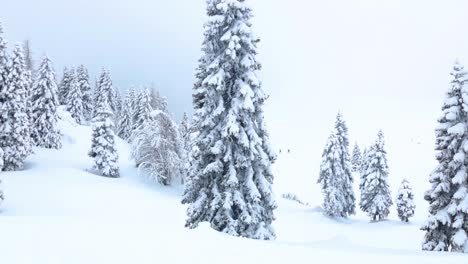 Kleine-Grüne-Kiefern,-Die-An-Einem-Bewölkten-Tag-Auf-Den-ästen-Und-Am-Boden-Auf-Einem-Hügel-In-Slowenien-Mit-Schnee-Bedeckt-Sind