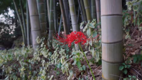 En-Algunos-Templos-Budistas-En-Japón-Hay-Pequeños-Bosques-De-Bambú,-Y-Estas-Hermosas-Flores-Rojas-Se-Encuentran-A-Menudo