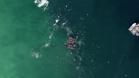 Pull-back-of-sea-lion-feeding-frenzy-during-herring-spawn