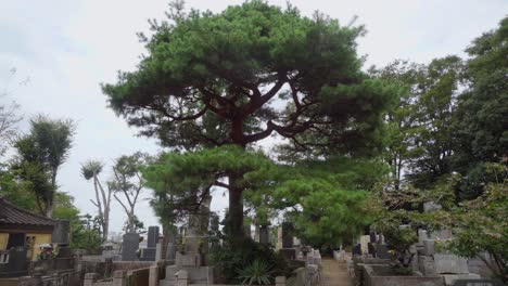 Der-Kotokuji-tempel-In-Tokio-Hat-Einen-Großen-Friedhof,-Der-Von-Verschiedenen-Bäumen-Umgeben-Ist,-Die-Der-Landschaft-Eine-Ganz-Besondere-Charakteristik-Verleihen