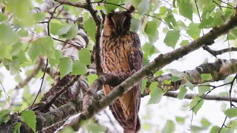 a-beautiful-owl-is-nesting-on-a-tree-branch-at-daytime