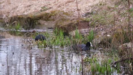 Zwei-Blässhühner,-Die-Auf-Einem-Teich-In-Der-Nähe-Des-Ufers-Im-Grünen-Gras-Schwimmen-Und-Nach-Nahrung-Suchen