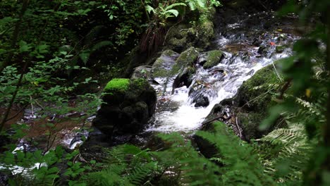 Ruhige-Landschaftskulisse-Des-Dun-Na-Ri-Forest-Park,-Irland