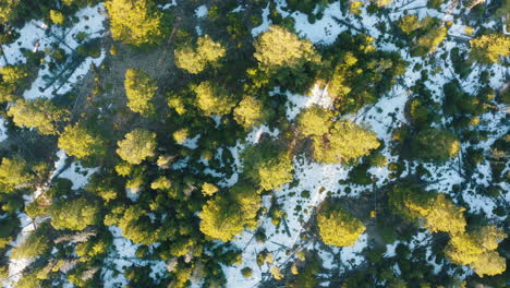 Aerial-birds-eye-overhead-of-fir-trees-during-snowy-sunset