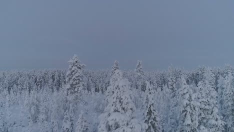 Vista-Aérea-De-Pinos-Cubiertos-De-Nieve-En-Invierno-En-Laponia,-En-El-Norte-De-Suecia