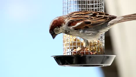 House-sparrow-comes-flying-in-home-garden-eating-food-from-feeding-cage