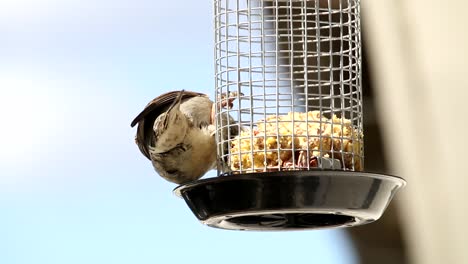 House-sparrow-in-home-garden-eating-food-from-feeding-cage