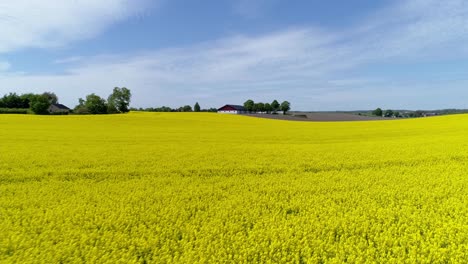 Rapeseed-Yellow-Flowers-Under-The-Sun-With-Clouds-In-Blue-Sky-In-Rural-Field