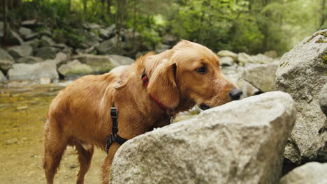 Golden-Retriever-Puppy-sniffing-a-rock-next-to-a-small-river