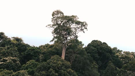 Un-árbol-Enorme-Y-Alto-En-La-Cima-De-La-Colina