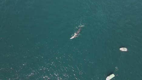 Aerial:-humpback-whale-mother-and-baby-calf-surfacing,-whale-spotting-boat-trip