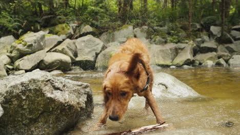 Cachorro-Golden-Retriever-Temblando-En-La-Orilla-Del-Río